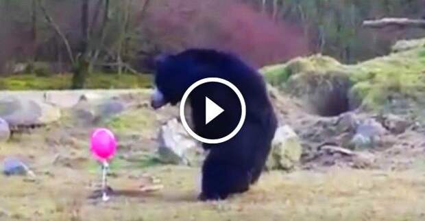 Розовый шарик вызвал полный восторг у медведя