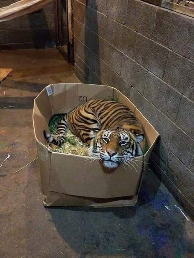 картиночки