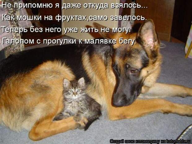 Лучшие котоматрицы недели