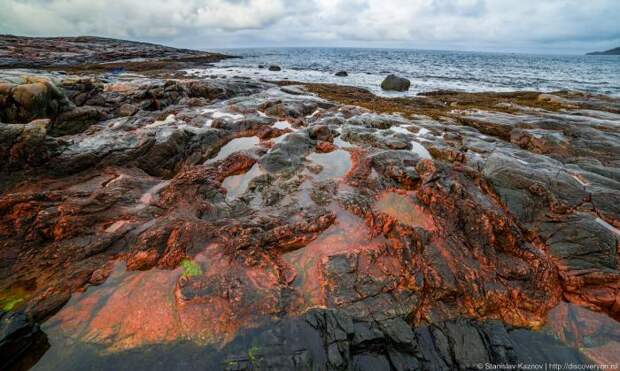 Суровое северное побережье Баренцева моря (16 фото) Суровое северное побережье Баренцева моря (16 фото)