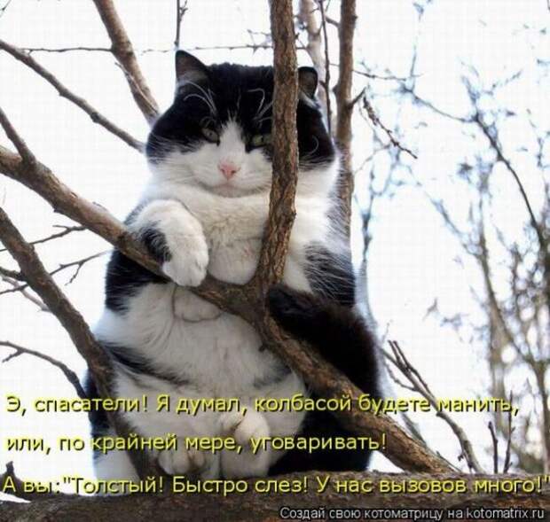 Лучшие котоматрицы недели (50 фото)