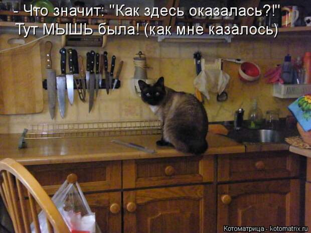 Котоматрица: - Что значит: "Как здесь оказалась?!" Тут МЫШЬ была! (как мне казалось)