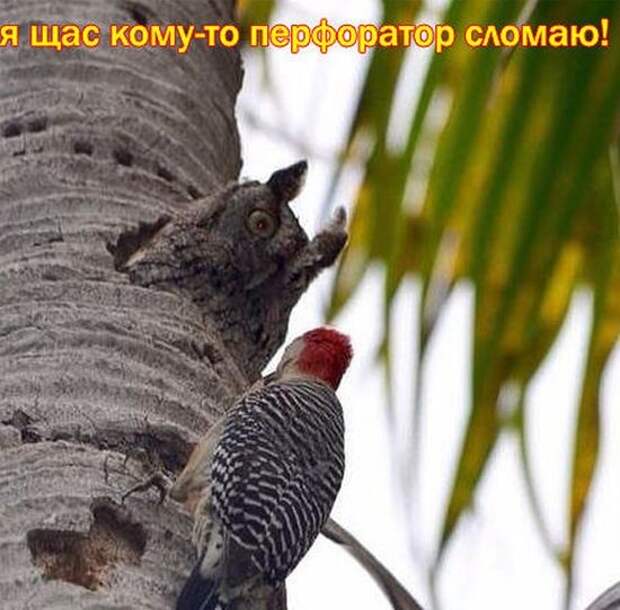 Приколы и прикольные картинки Подборка прикольных фото, подборка приколов, приколы, прикольное фото, прикольные картинки