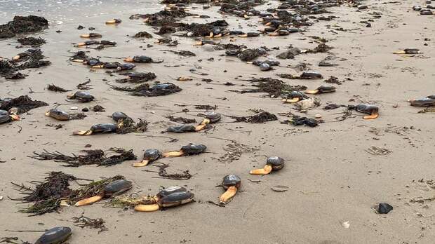 Пляж в Англии захватили «странные существа» с одной ногой