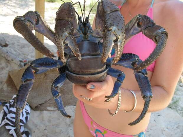 Coconutcrab31 Самый крупный представитель членистоногих, кокосовый краб!