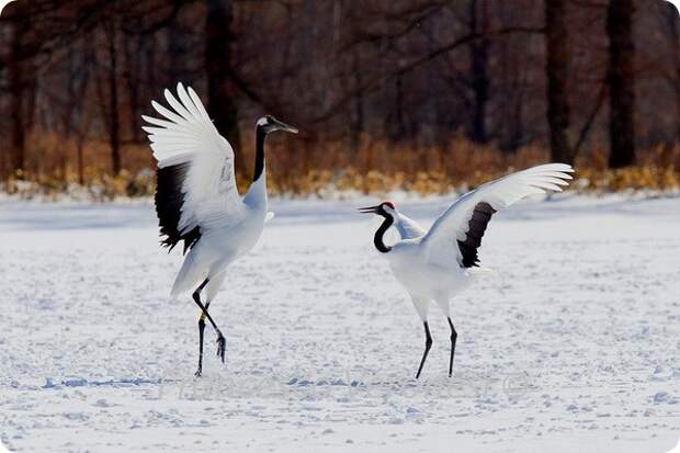 Японский журавль (лат. Grus japonensis)