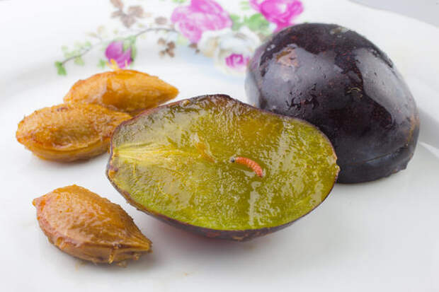 Личинка сливовой плодожорки