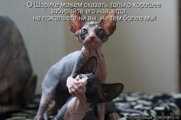 Кошатина да псятинка позитивная, этакая забавная, с надписями, очень много на выходные