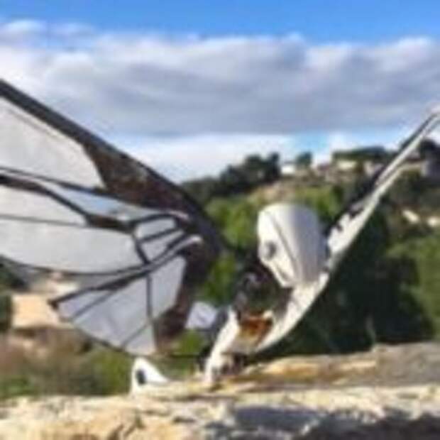 Этот робот почти неотличим от живых насекомых: взгляните сами