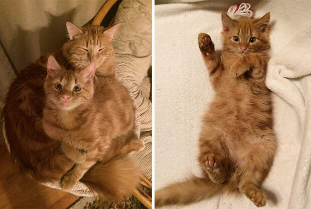 кот воспитывает котенка который на него похож 