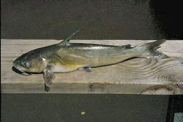 Рыба похожая на сома. Канальный сомик Ictalurus punctatus. Канадский канальный сом. Удомельский сомик. Канальный сомик Удомля.
