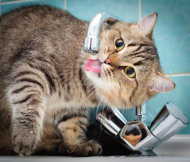 cats09 Фотограф и его коты