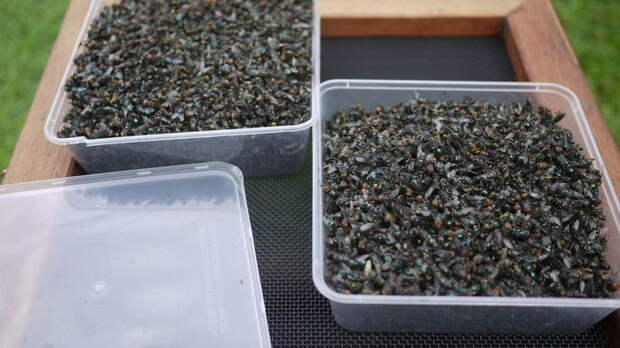2,3 кило мух за неделю: как избавиться от насекомых на даче по австралийской методике