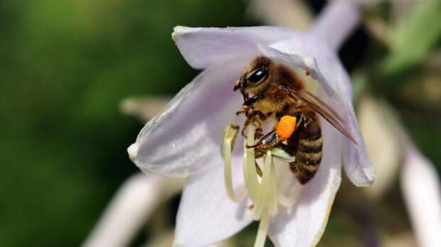 Как пчелы собирают мед: описание, интересные факты
