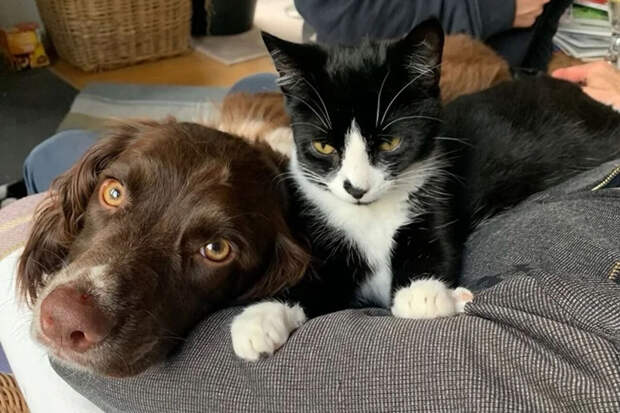 Ветеринар Руденко: грязная уличная обувь может вызвать заболевания у питмоцев