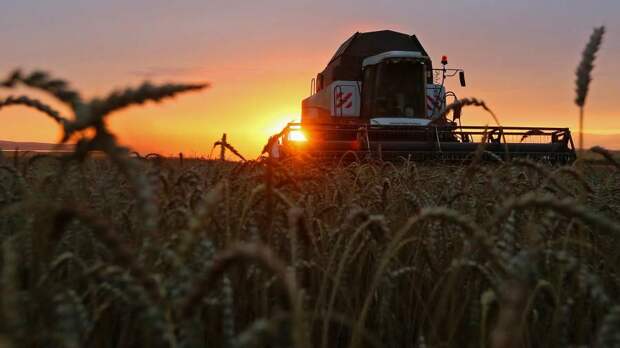 Договорились на своих: страны БРИКС захотели собственную зерновую биржу