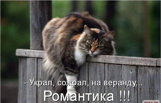 Позитив зверский. Кошатина озорная, местами проворовавшаяся Позитив зверский. Кошатина озорная, местами проворовавшаяся