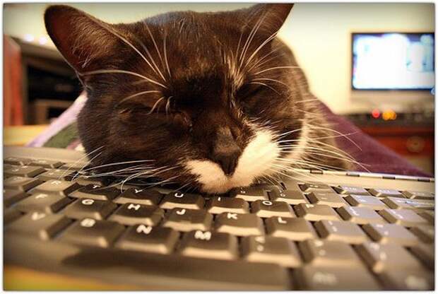 Почему кошки любят клавиатуры? забавно, клавиатура, кошки