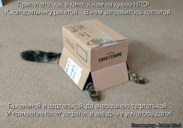 Лучшие котоматрицы недели (50 фото)