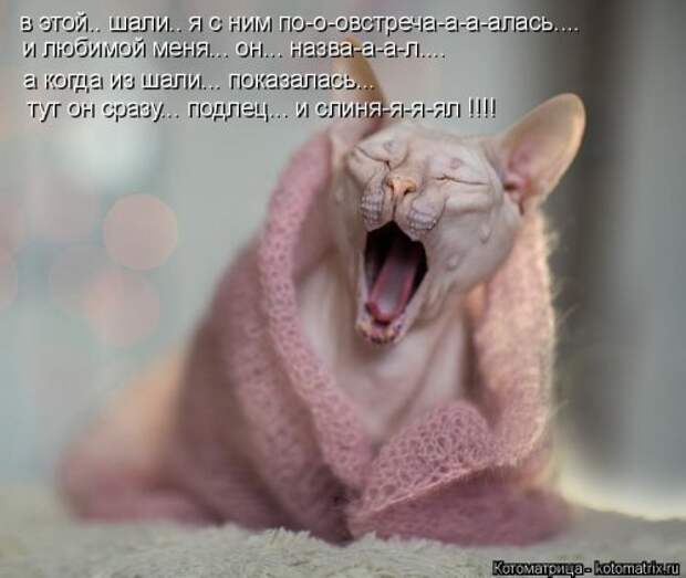 Свежая и прикольная котоматрица (32 фото)