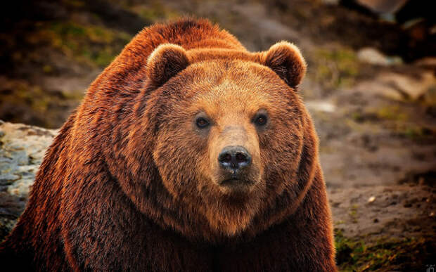 Большинство россиян за медведя