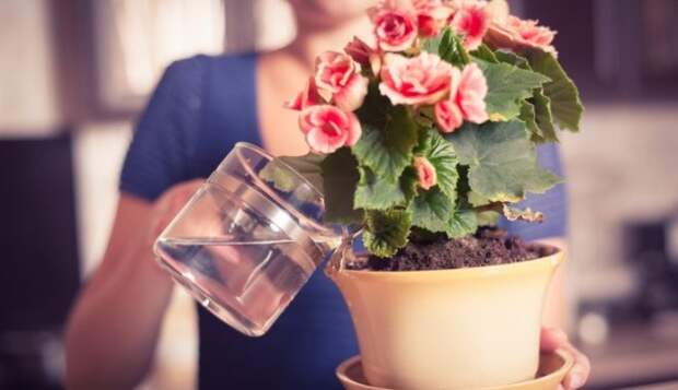 Азбука садовода: Как правильно выбрать воду для полива комнатных растений
