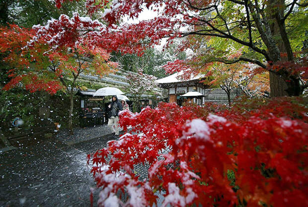 Tokyo First Snow In November 2016