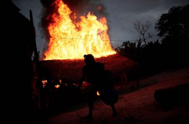 Лесные Стражи: как в Бразилии борются с незаконными вырубками