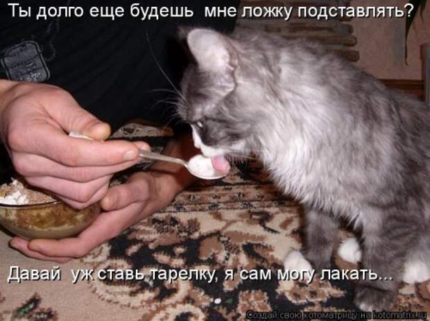 Котоматрица новая и прикольная (37 фото)