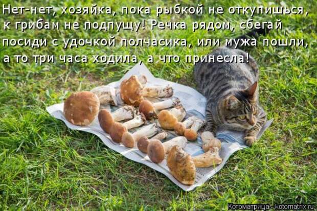 Лучшие котоматрицы недели (50 фото)
