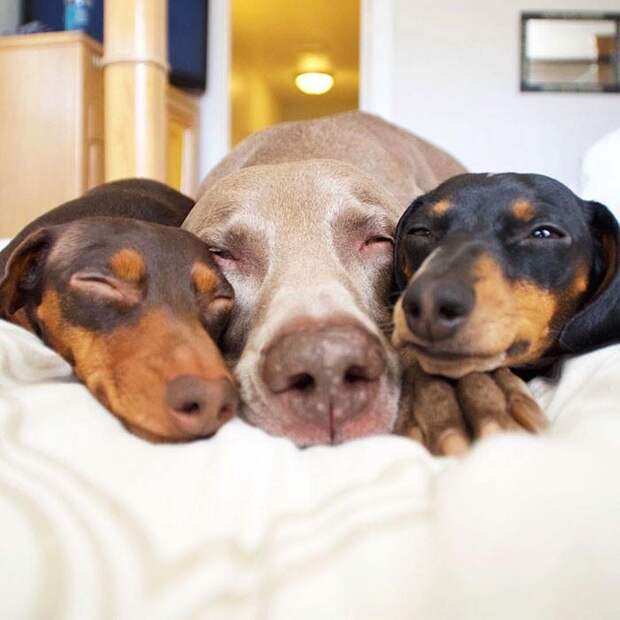 Две собаки приняли нового щенка как родного, доказывая, что среди животных существует дружба  (14 фото)