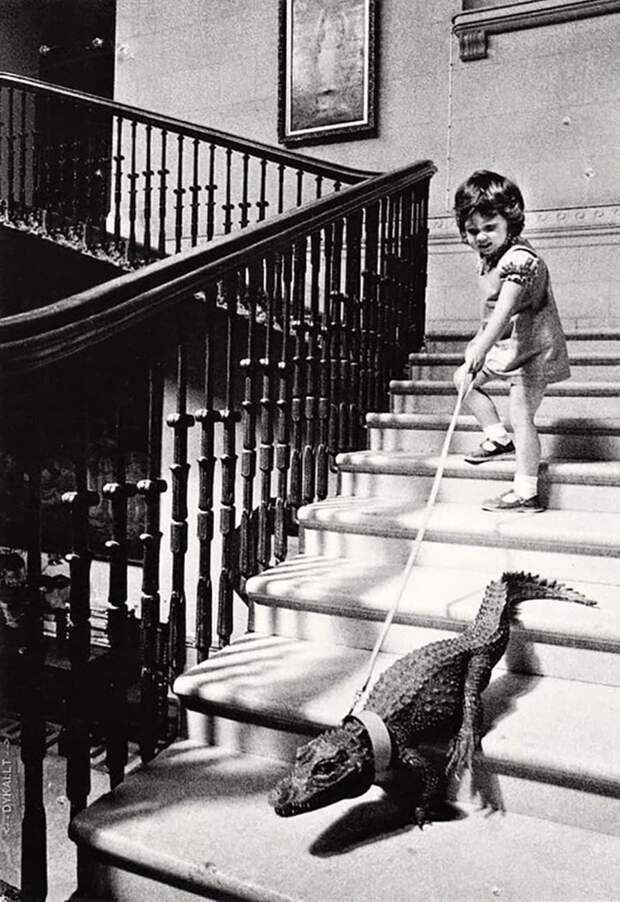 Девочка выгуливает аллигатора  ретро, странность, фотография