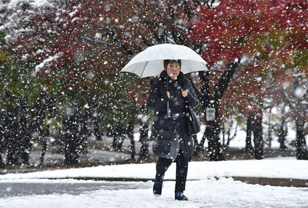 Tokyo First Snow In November 2016