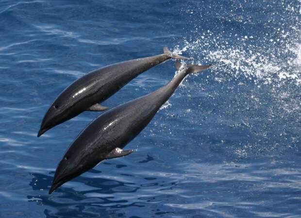 Китовидные дельфины  (лат. lissodelphis) 