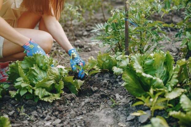 Осеннее золото для грядок: как превратить листья и отходы в урожайное удобрение