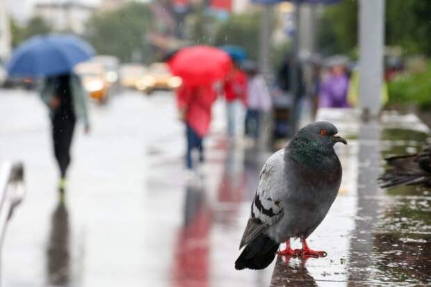 Москвичей ждут прохладные майские праздники с дождями