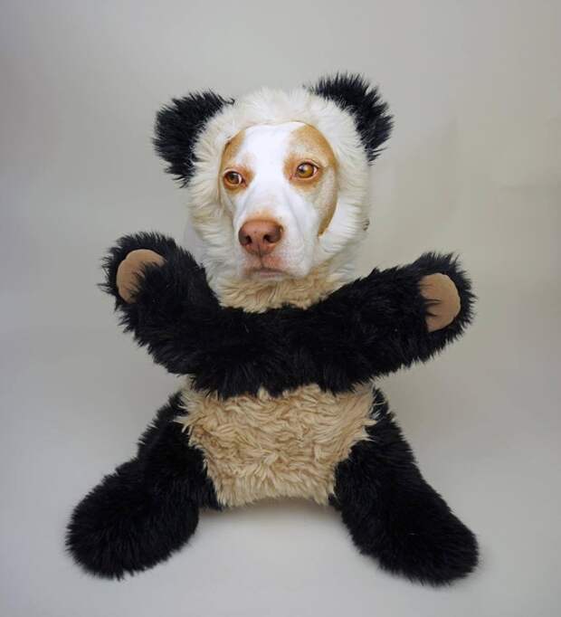 Maymo the Dog: самый веселый бигль в интернете