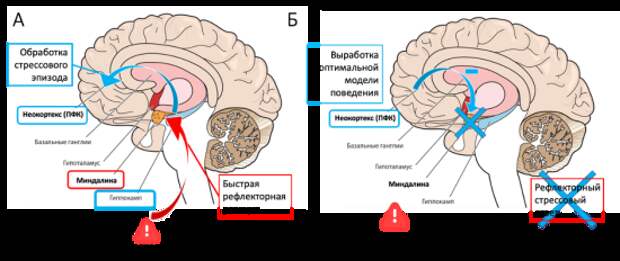 Участие неокортекса в выработке оптимальной модели поведения.