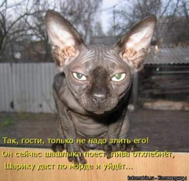 Смешные фотографии из серии "Ой, какая киса"