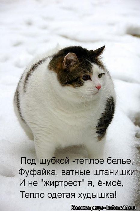 Котоматрицы (картинки с надписями)