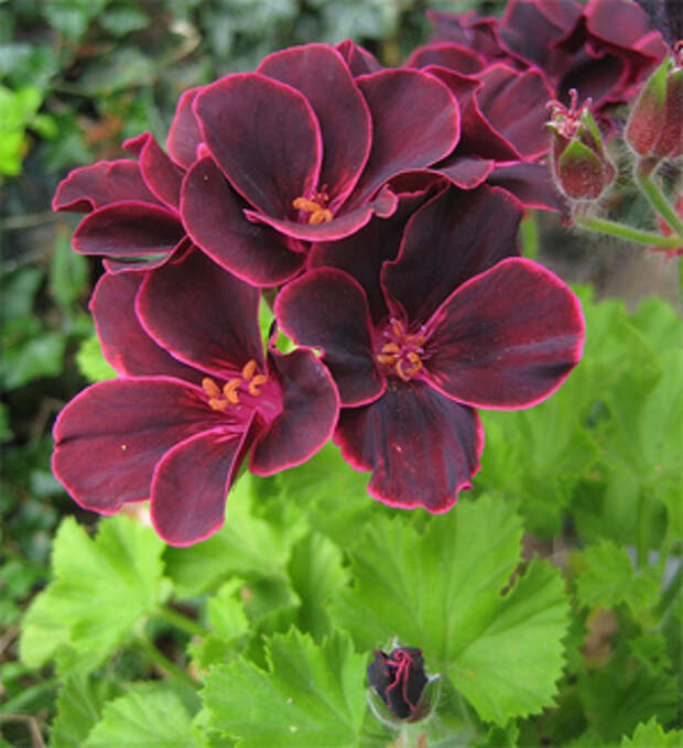 Pelargonium regal