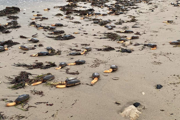 Daily Mail: на пляж в Англии выбросило колонию лютрарии обыкновенной