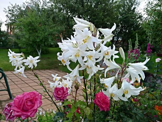 Лилия белоснежная (L.candidum)  видовая