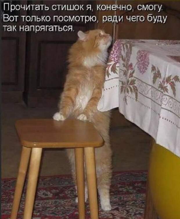 Картинки приколы с надписями для поднятия настроения (10)