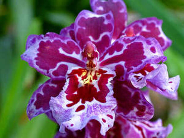 Цветок орхидеи Камбрия