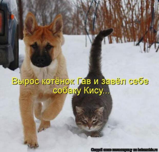 Котоматрицы (картинки с надписями)