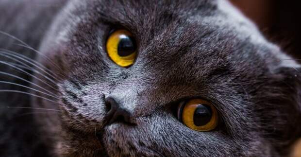 Британская короткошерстная кошка. \ Фото: api.delfi.lv.