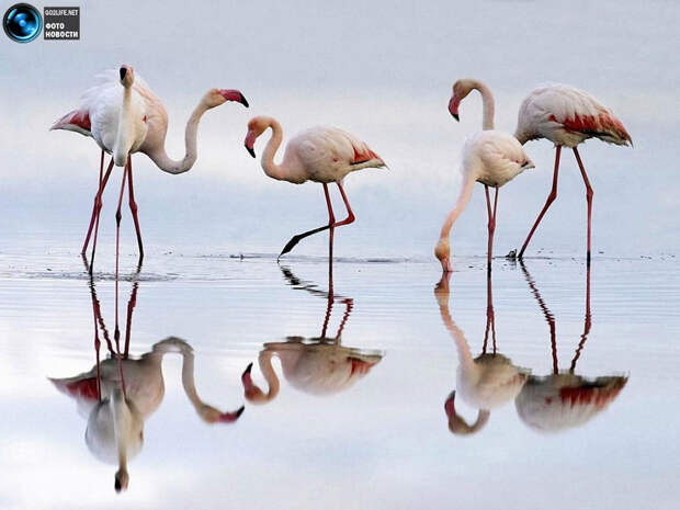 Фотографии удивительных животных
