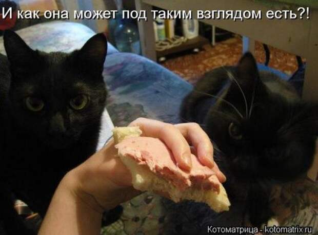 Котоматрицы (картинки с надписями)