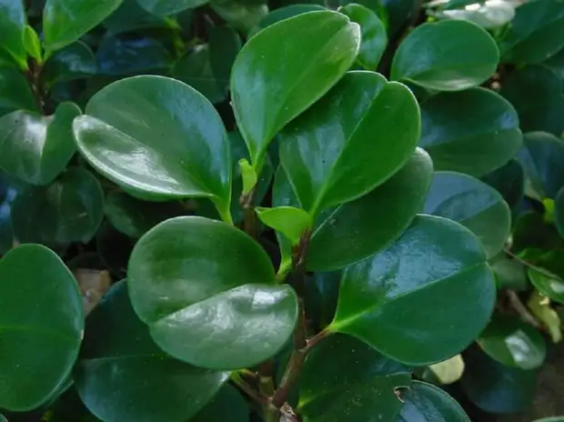 Пеперомия магнолиелистная – красивая зелень для комнатного сада
